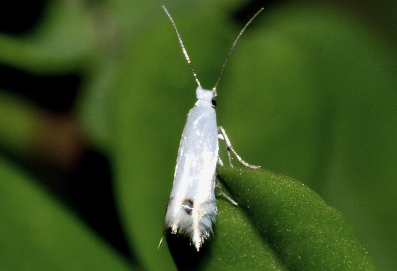 Lyonetiidae - Leucoptera spartifoliella